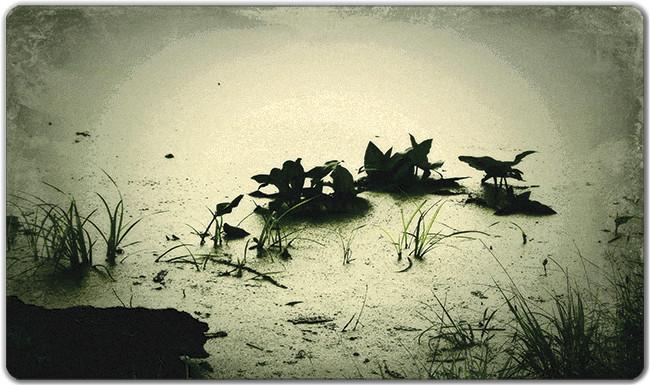 Swamp Water Playmat - Premium Playmat from Inked Gaming - Just $34.99! Shop now at Game Crave Tournament Store