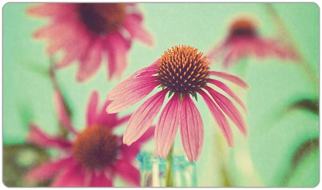 The Coneflowers Playmat - Premium Playmat from Inked Gaming - Just $34.99! Shop now at Game Crave Tournament Store