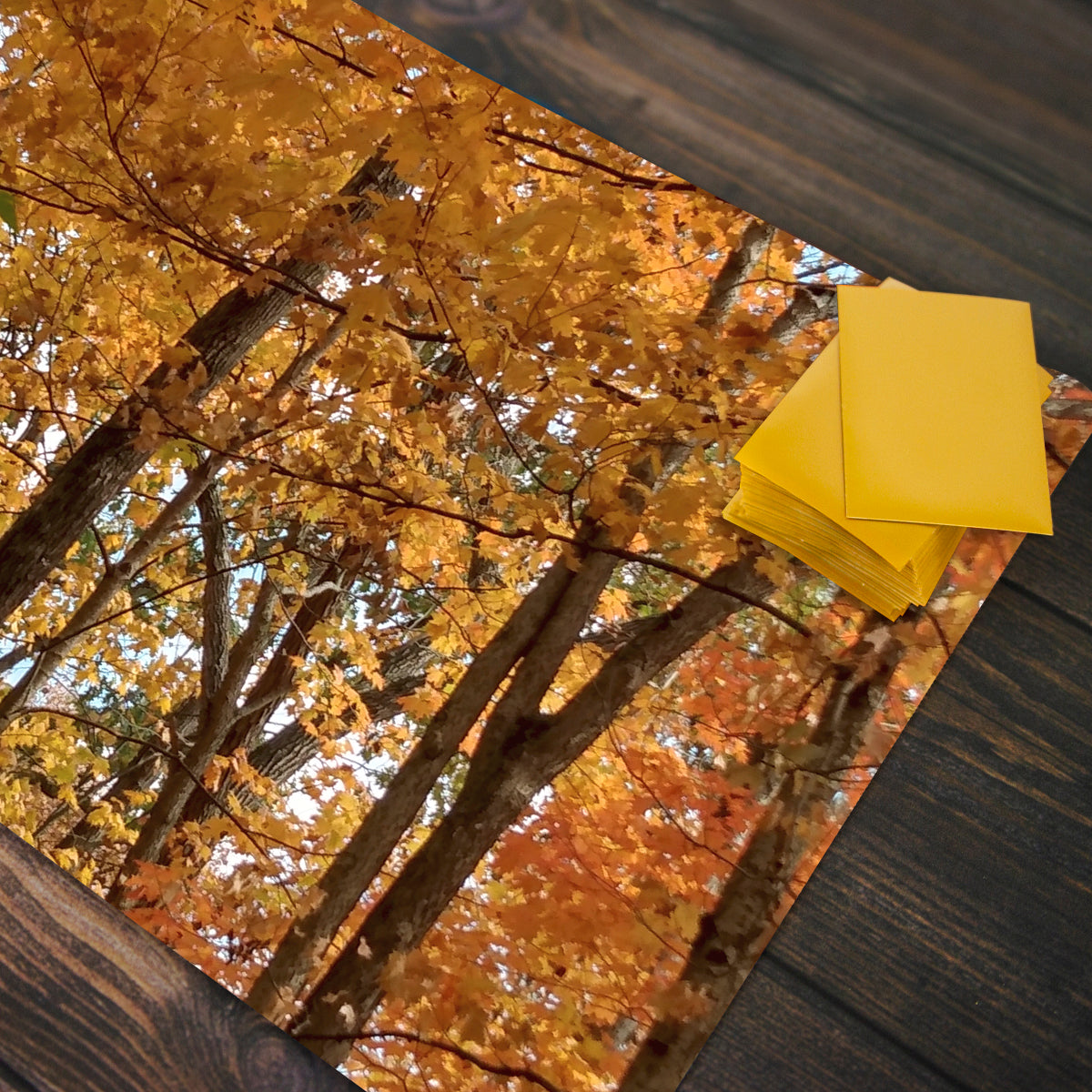 Spectrum of Seasons Playmat - Premium Playmat from Inked Gaming - Just $34.99! Shop now at Game Crave Tournament Store