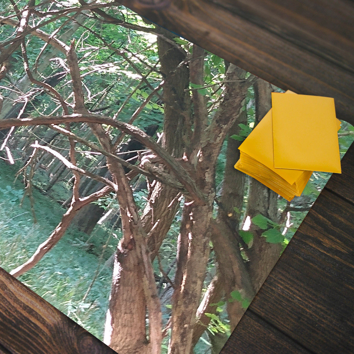 Sunlit Thorns Playmat - Premium Playmat from Inked Gaming - Just $34.99! Shop now at Game Crave Tournament Store