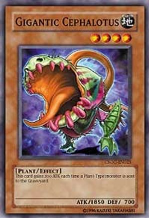Gigantic Cephalotus (CSOC-EN025) - Crossroads of Chaos 1st Edition - Premium Yugioh Single from Konami - Just $0.25! Shop now at Game Crave Tournament Store